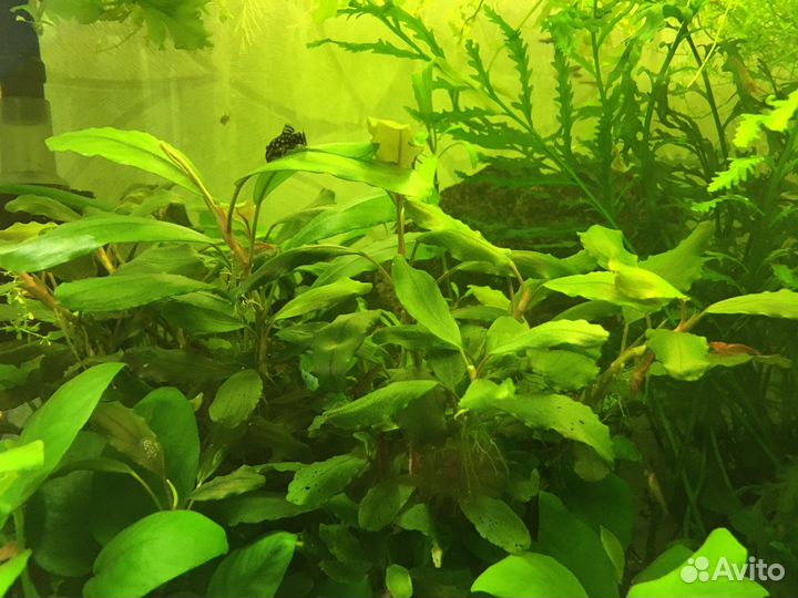 Буцефаландра