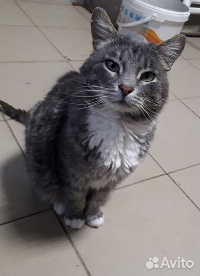 Кошечка в добрые руки