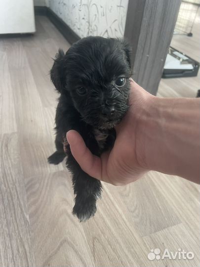 Карликовый пудель