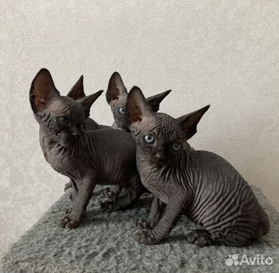 Котята канадского сфинкса