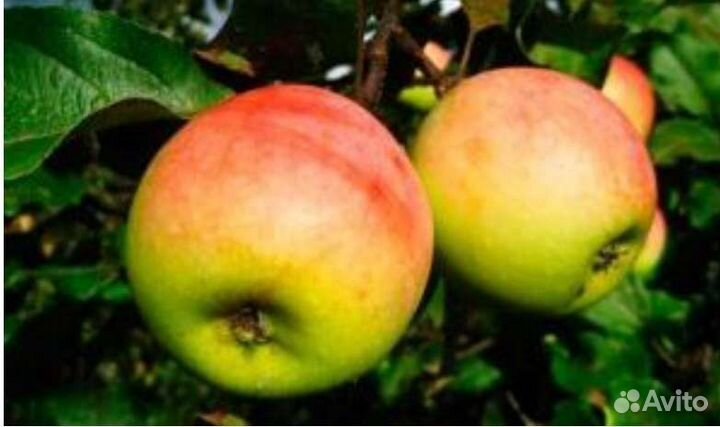Саженцы яблони 