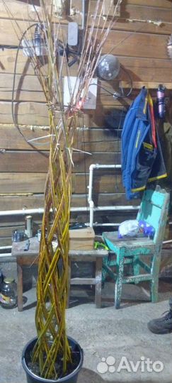 Комнатные растения цветы большие