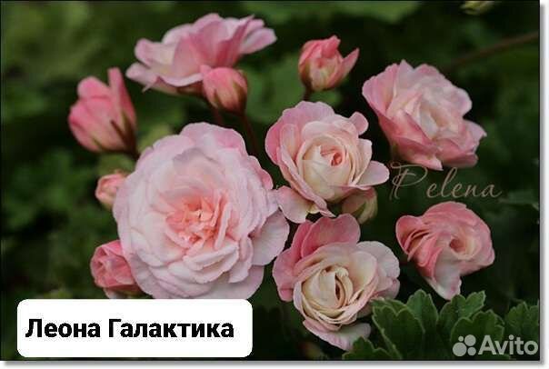 Пеларгонии