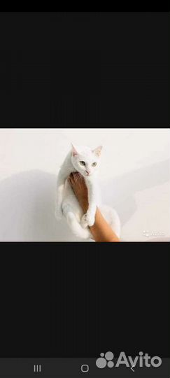 Коты и кошки