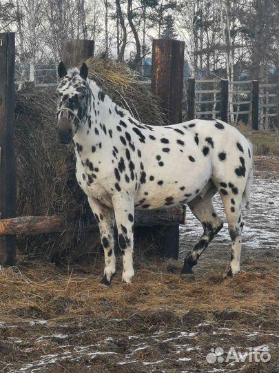 Чубарый Мерин, клеппер жеребенок, тракененская