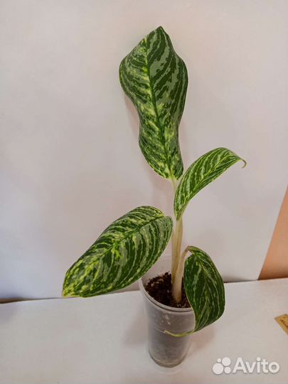 Аглаонема голден мадонна