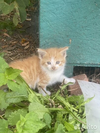 Котята и кошка