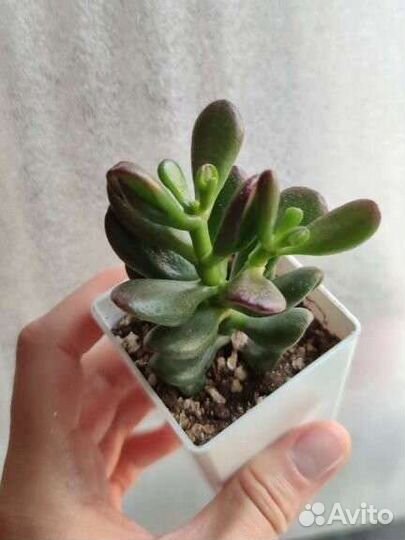 Крассула Триколор,Хоббит,Тетрагона,Роджерси