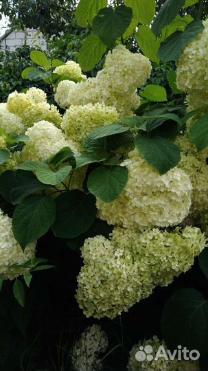 Древовидная гортензия Анабель