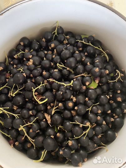 Саженцы черной и красной смородины, черевишня