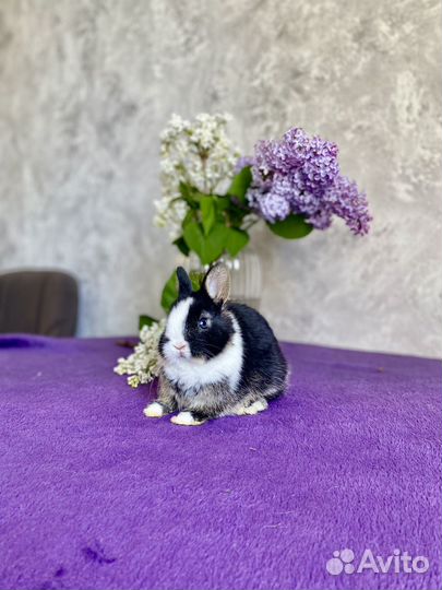 Кролик мальчик минор 300 грамм
