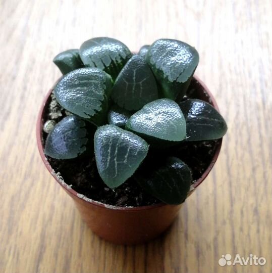 Суккуленты