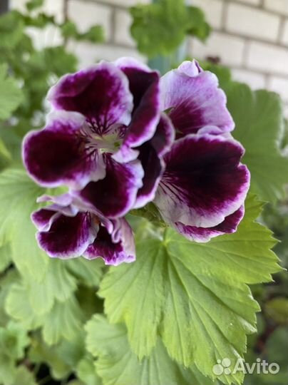 Пеларгония герань Королевская