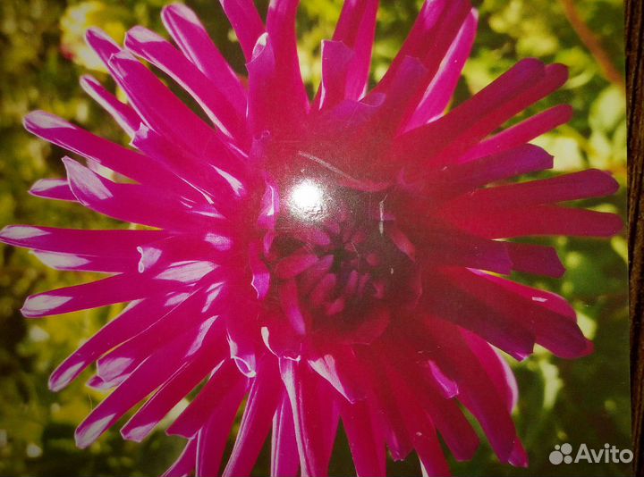 Продам корни георгинов