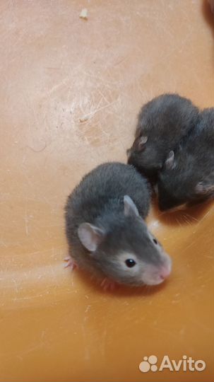 Сирийские хомячки малыши