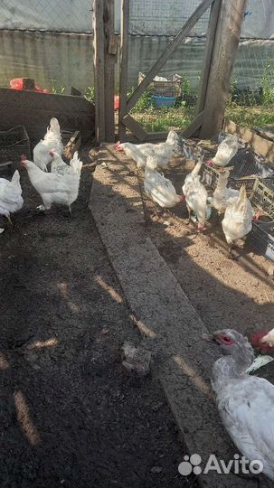 Куры несушки и петухи