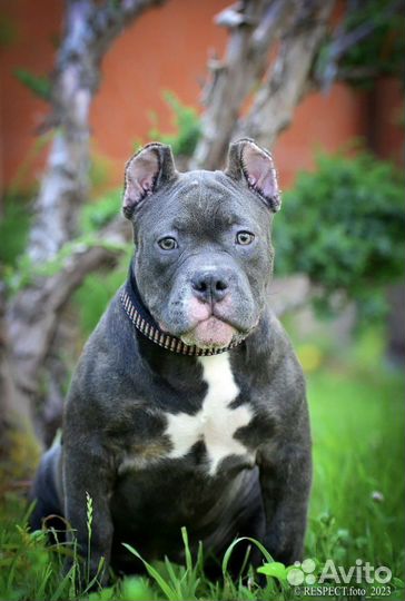 Американский булли покет