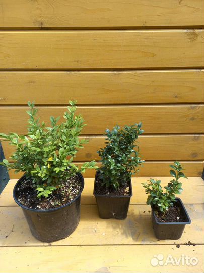 Саженцы самшита