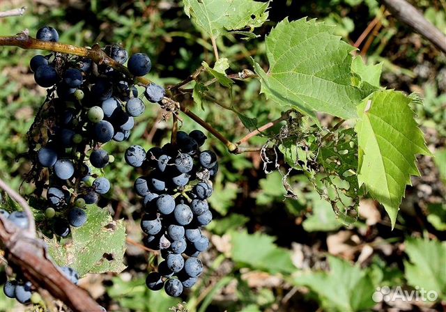 Виноград, разные виды, семена