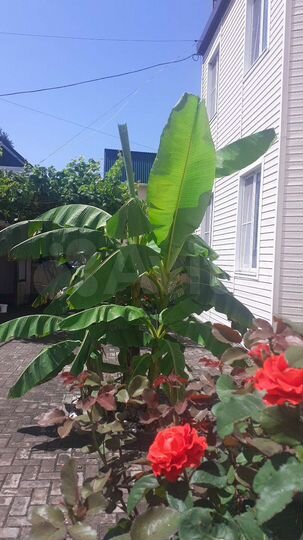 Комната 19 м² в 3-к., 2/2 эт.