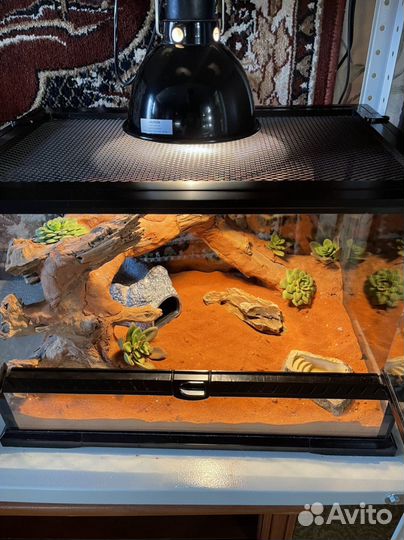 Эублефар с террариумом