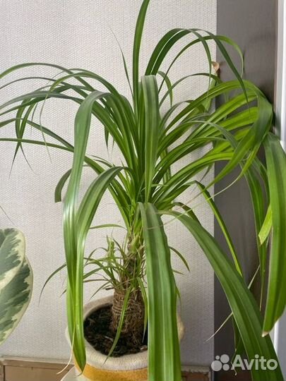 Комнатные растения цветы