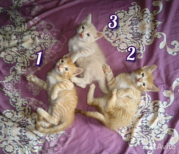 Котёнок(кошечка) 3 мес