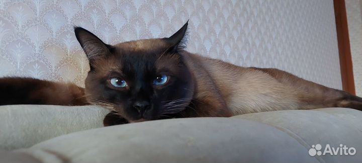 Тайский кот ищет невесту)