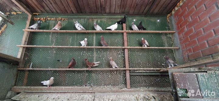 Голуби высоколетные,бойные