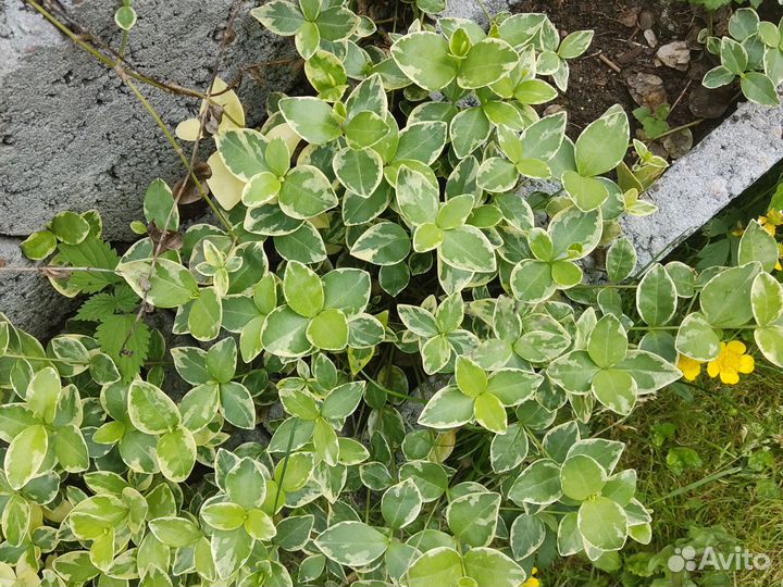 Многолетние садовые растения