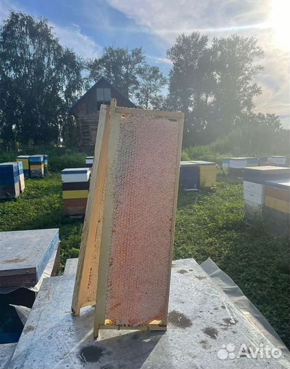 Медовые Соты Цветочные предгорные 2023