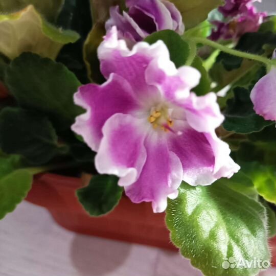 Сортовые фиалки