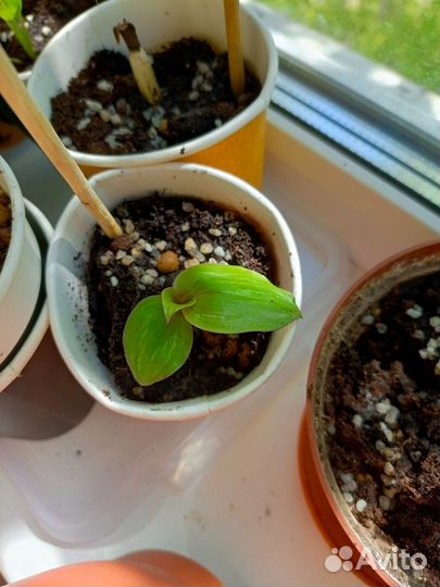 Давайте меняться цветами