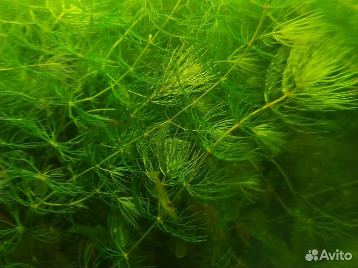 Роголистник и элодея