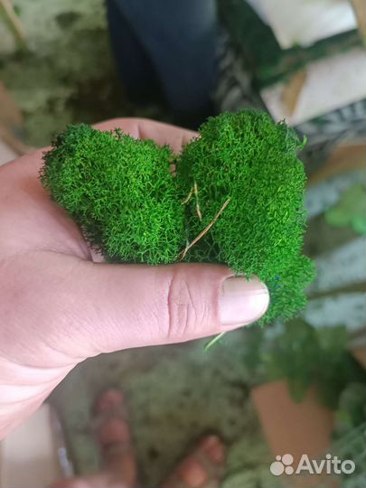 Мох стабилизированный оптом и в розницу
