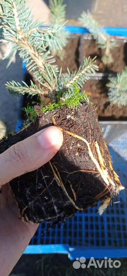 Ель голубая карликовая Карпатен (Глаука Глобоза)