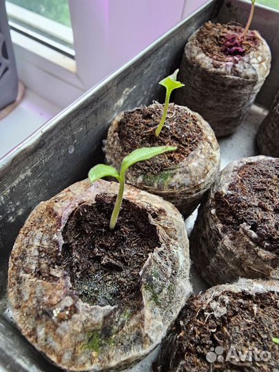 Рассада перца Хабанеро и Халапеньо