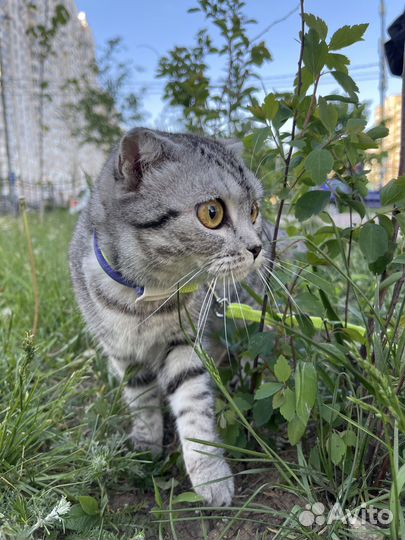 Кошка в дар в добрые руки