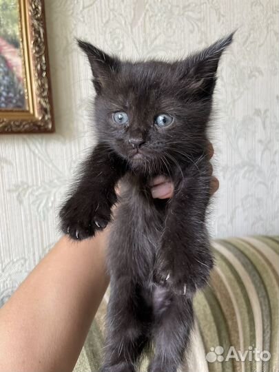 Котята 1,5 месяца