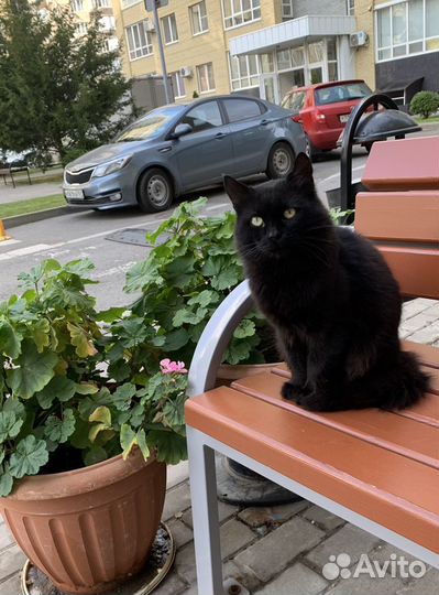 Кот в добрые руки