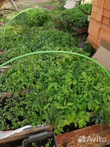 Рассада помидор и перцев