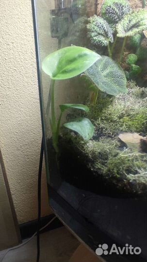 Сциндапсус пиктус треби