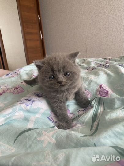 Британская кошка