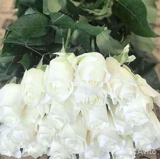 Высокие розы Гигантские розы Доставка цветов