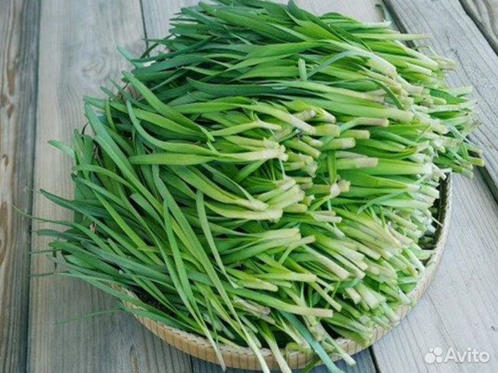 Джусай китайский лук семена