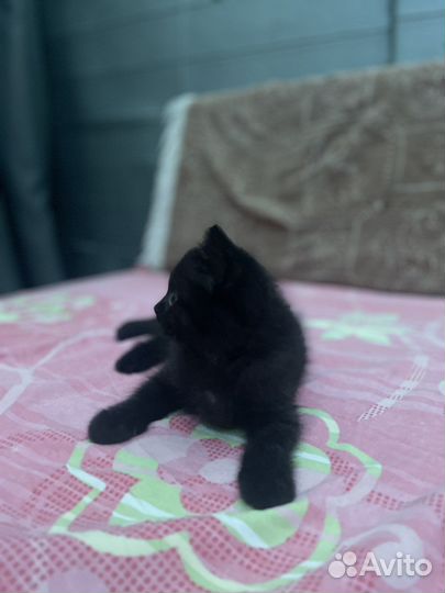 Кошка в дар бесплатно