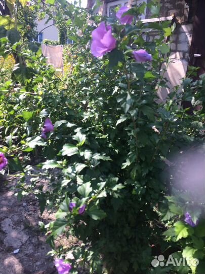 Многолетние растения,эримурус жасмин гортензия и