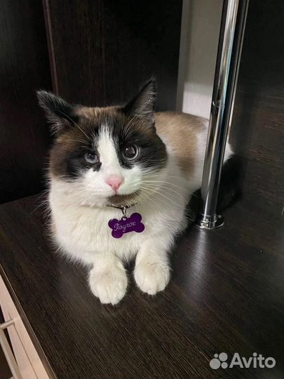 Адресник для собак