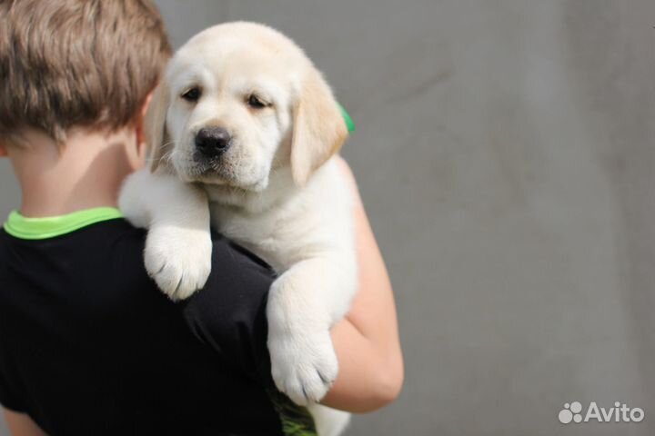 Щенки лабрадора