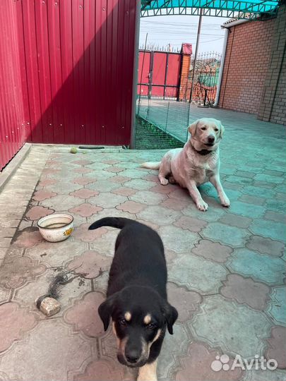 Щенок в добрые руки